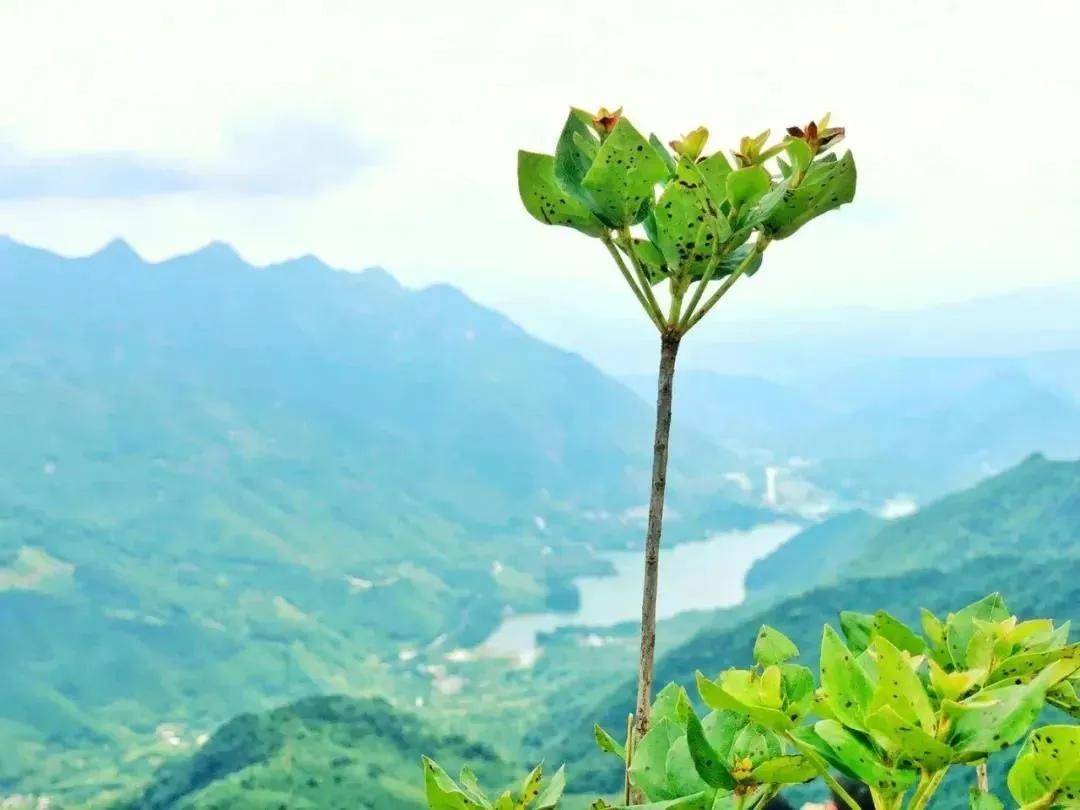 皇冠登一登二登三区别_【广州周边游】从化十登·鸡枕山皇冠登一登二登三区别，一鸣惊人—登广州第二高峰