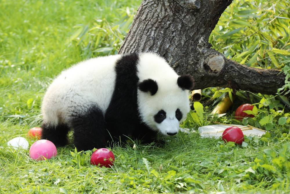 皇冠信用网账号注册
_在德出生的第二对大熊猫双胞胎迎来一岁生日