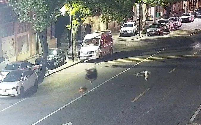 芒特德瑞特城流浪者vs思比瑞特_浙江车主一觉醒来傻眼了:谁干的?!警方:“肇事者”200斤芒特德瑞特城流浪者vs思比瑞特,不是人