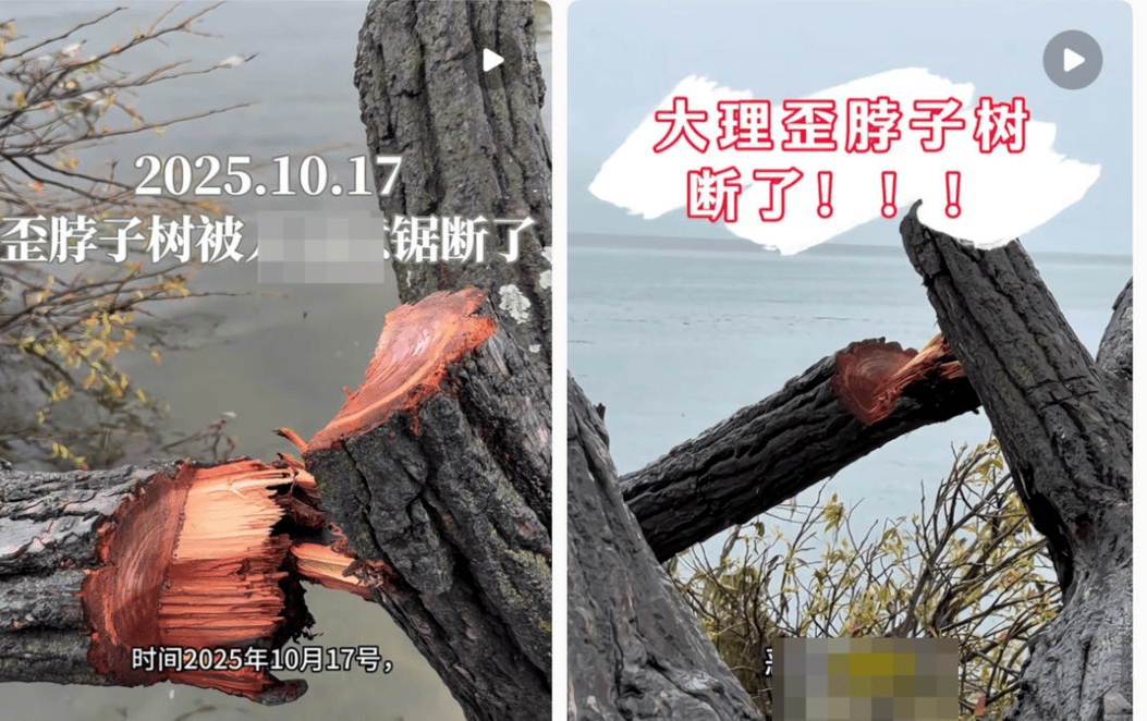 皇冠信用盘在哪里注册
_大理洱海摄影师反映网红“歪脖子树”多处被锯 洱海管理局工作人员：情况正在核查