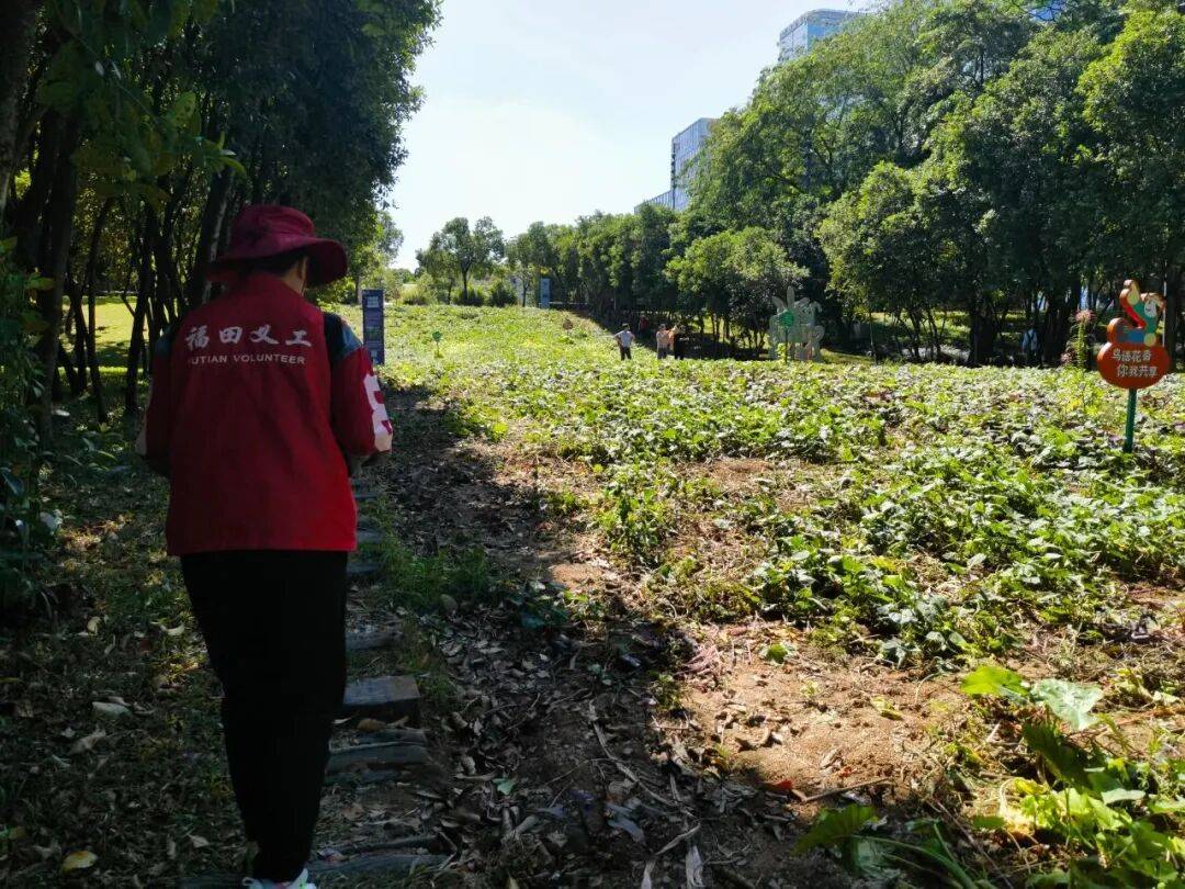 皇冠信用網结算日
_深圳市中心竟有一大片“红薯地”皇冠信用網结算日
！官方紧急提醒：请勿私挖
