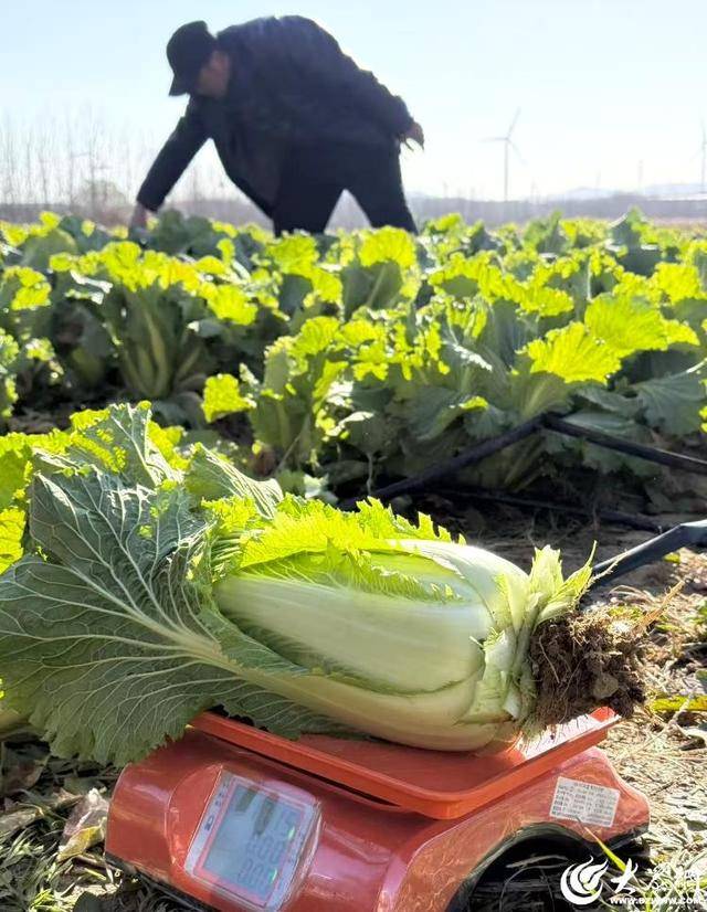 皇冠体育App下载
_山东青岛:全国首批“板蓝根白菜”喜获丰收皇冠体育App下载
,正式上市!首批10万棵已被上海采购商“包圆”