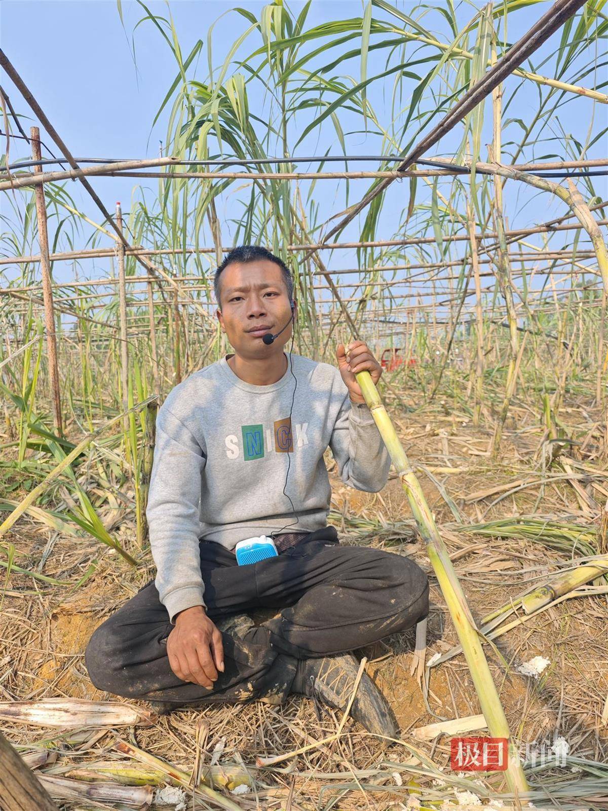 皇冠登3代理注册
_终于被你们偷完了!农场老板笑嘻嘻宣布“自助偷甘蔗”活动结束皇冠登3代理注册
,自称要下班回家睡瞌睡