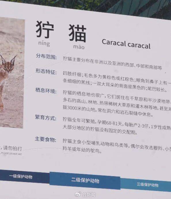 皇冠信用怎么弄_安徽一动物园狞猫因太胖火出圈皇冠信用怎么弄，工作人员：并非真的超重肥胖，是春季换毛期，毛发格外蓬松，白天多在树下睡觉休息，趴着的体态就显得臃肿