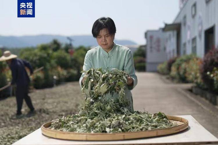 亚洲杯足球比赛比分_联合国粮农组织表彰“百位巾帼英雄” 殷玉珍等3名中国女性获殊荣
